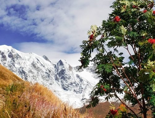 Shkhara Glacier Hiking Tour from Mestia